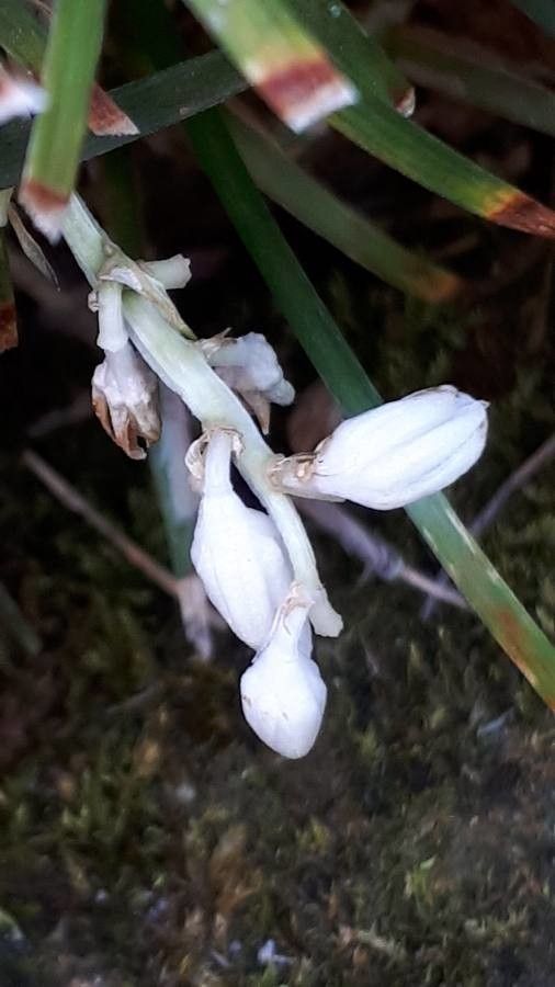 Ophiopogon japonicus flower