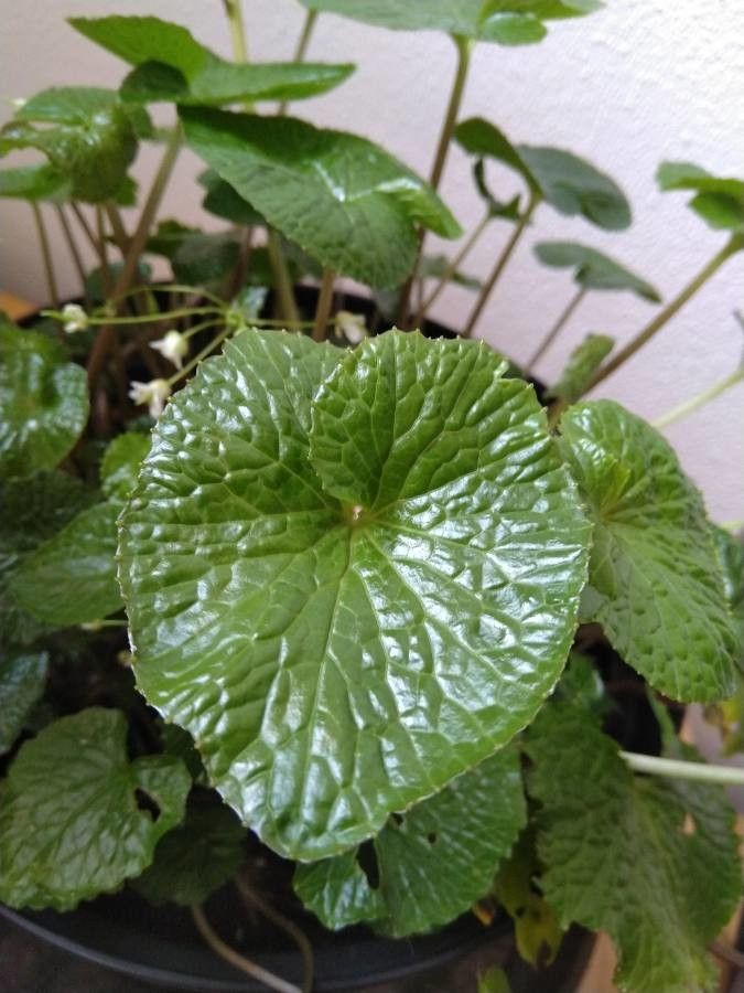 Eutrema japonicum leaf