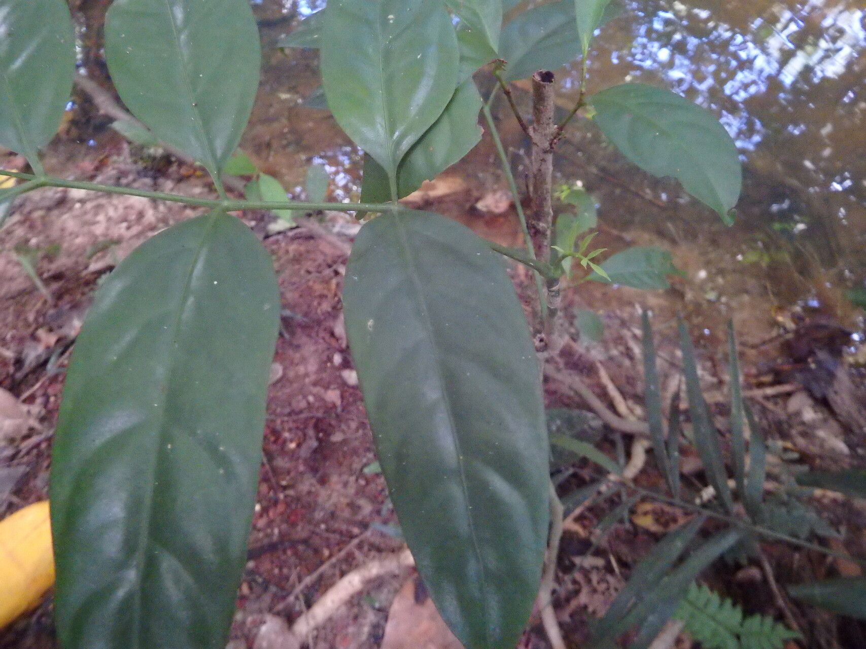 Polyscias diversifolia leaf