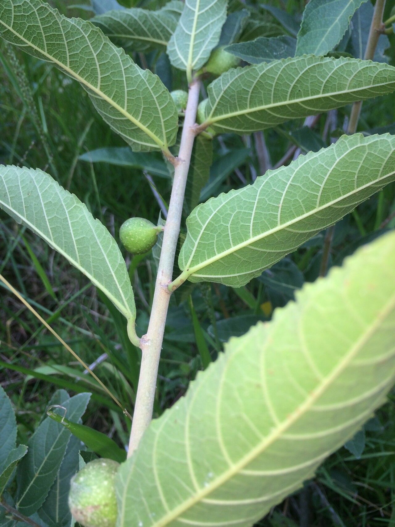 Ficus capreifolia fruit