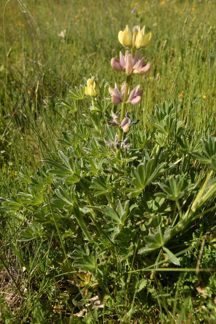Lupinus gredensis habit