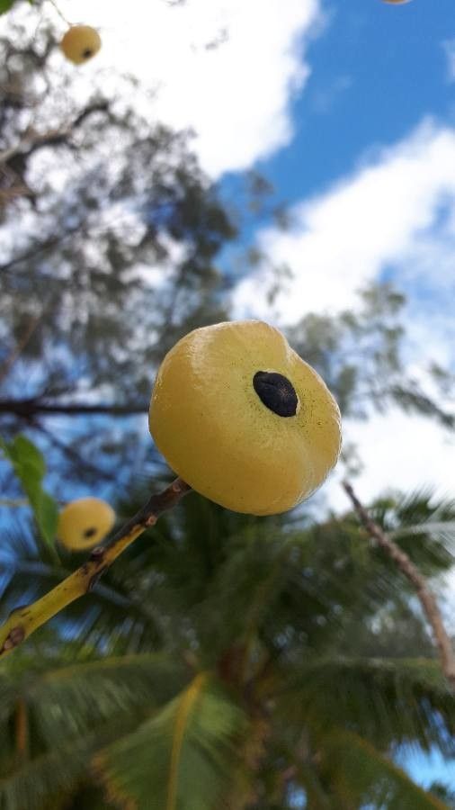 Hernandia nymphaeifolia fruit