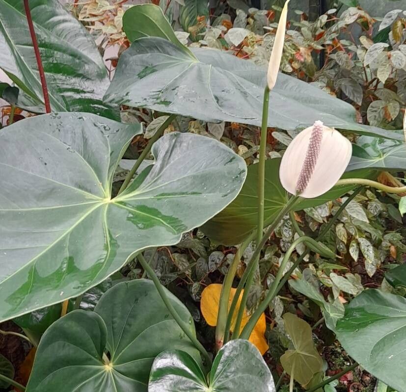 Anthurium buganum habit