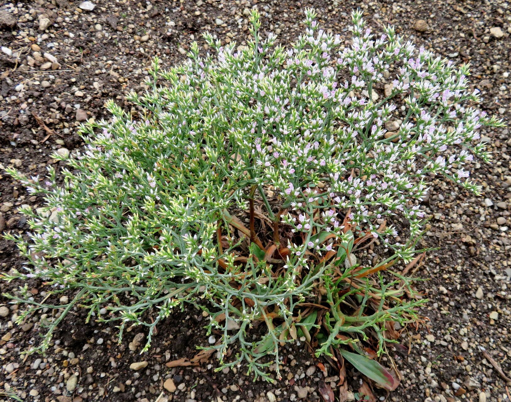 Goniolimon incanum habit