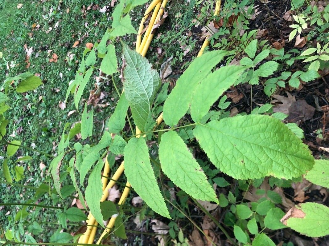 Astilbe rivularis — search result for 'Astilbe'