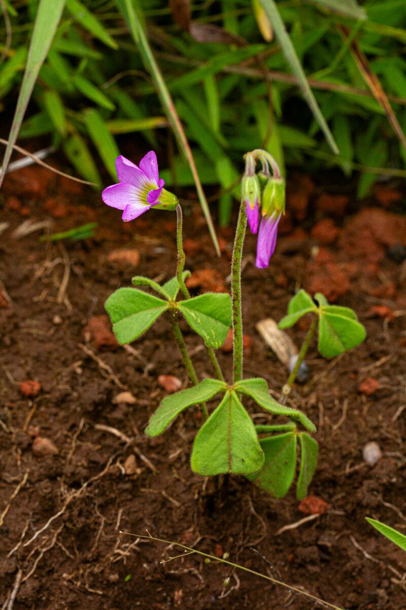 Oxalis anthelmintica