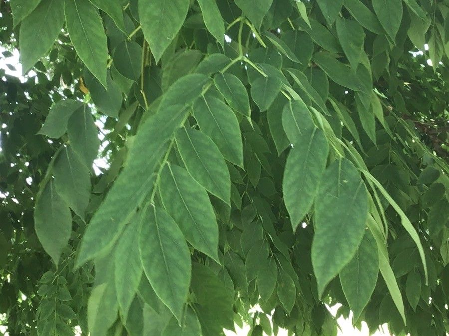 Gymnocladus dioicus leaf