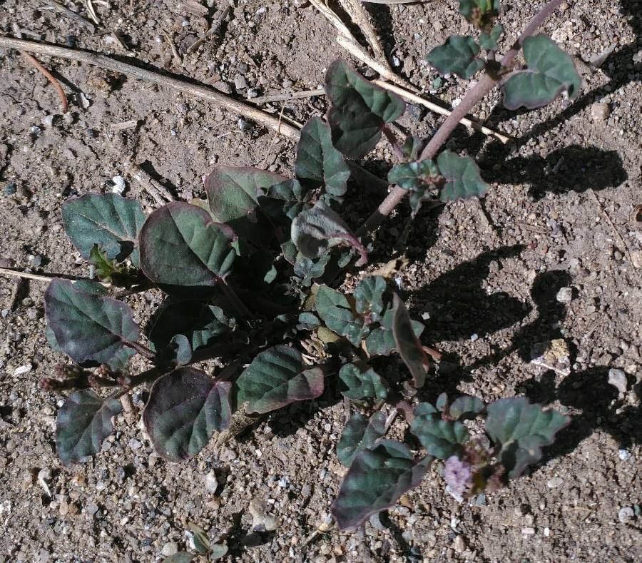 Boerhavia coulteri leaf