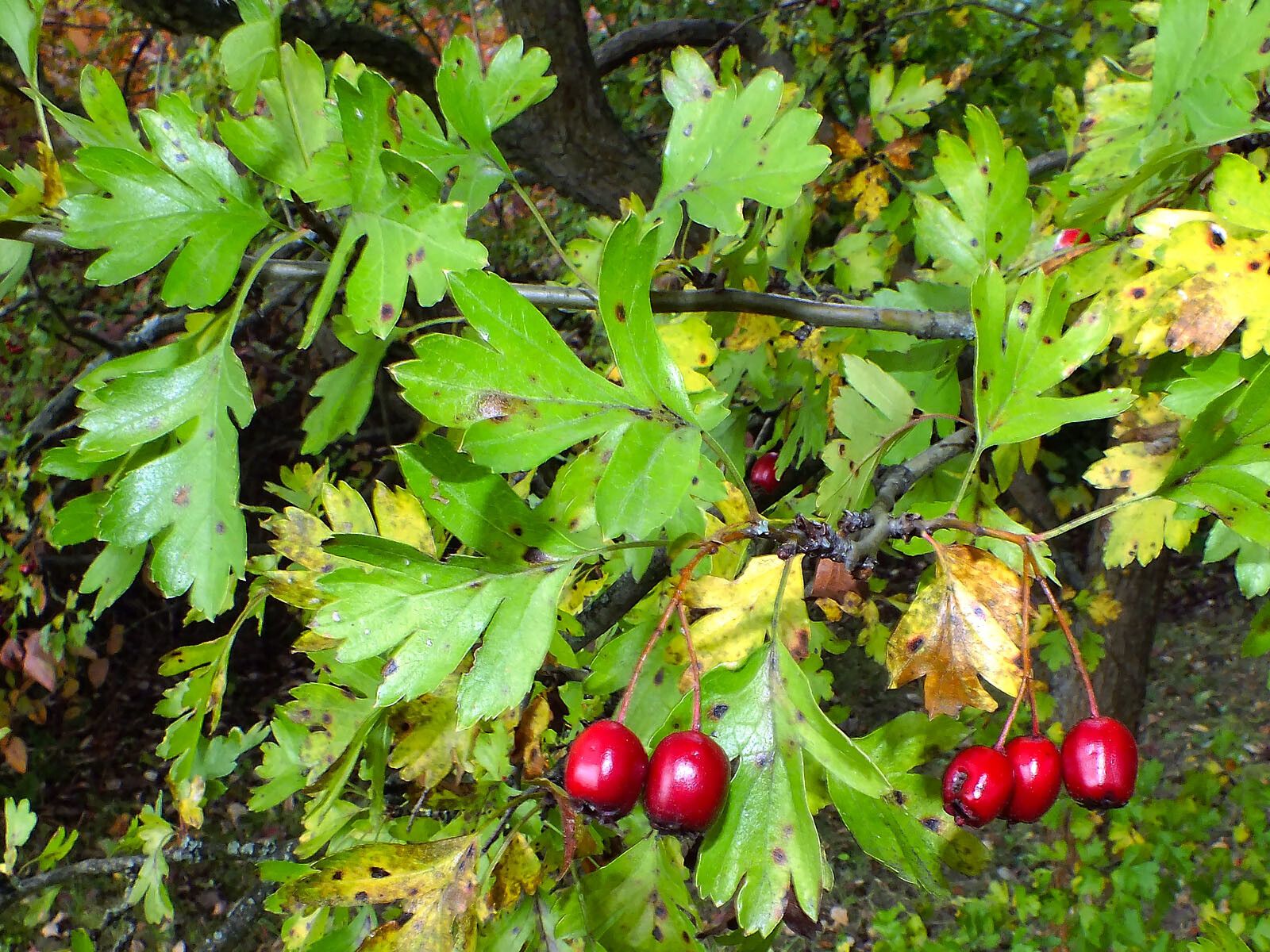 Crataegus x subsphaerica fruit