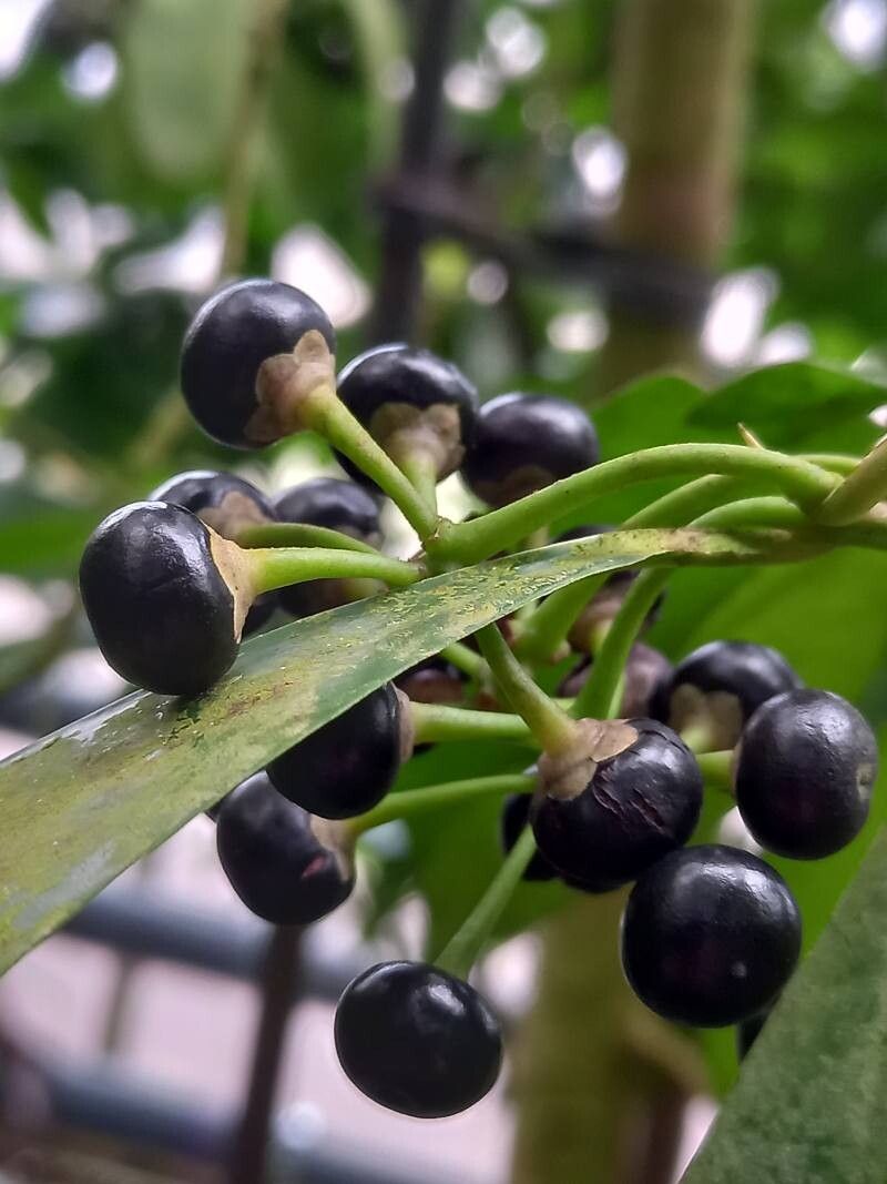 Ardisia polycephala fruit