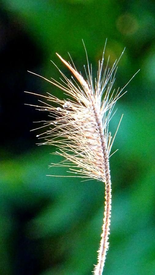 Chloris virgata flower