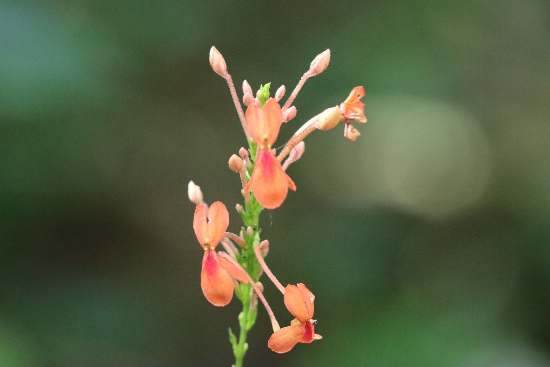 Pseuderanthemum hildebrandtii flower