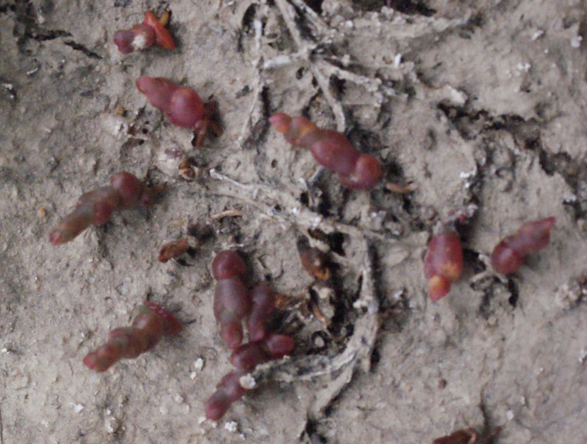 Salicornia appressa habit