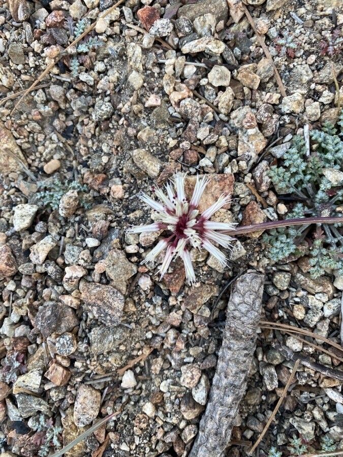 Allium burlewii — houseplant care guide