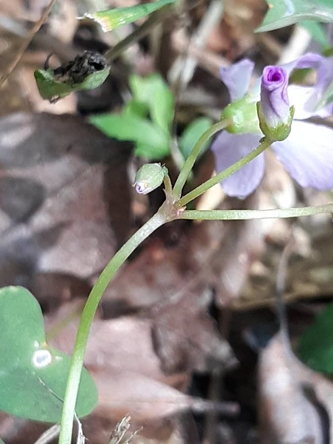 Oxalis violacea bark