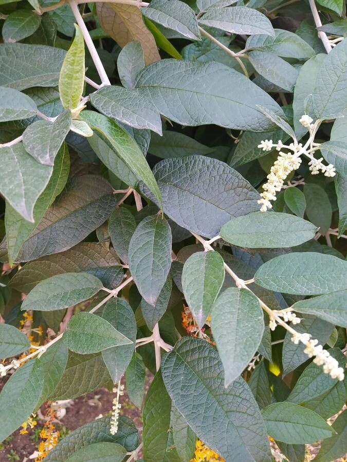Buddleja madagascariensis leaf
