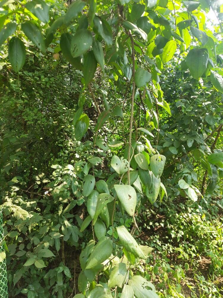 Smilax zeylanica — search result for 'Smilax'