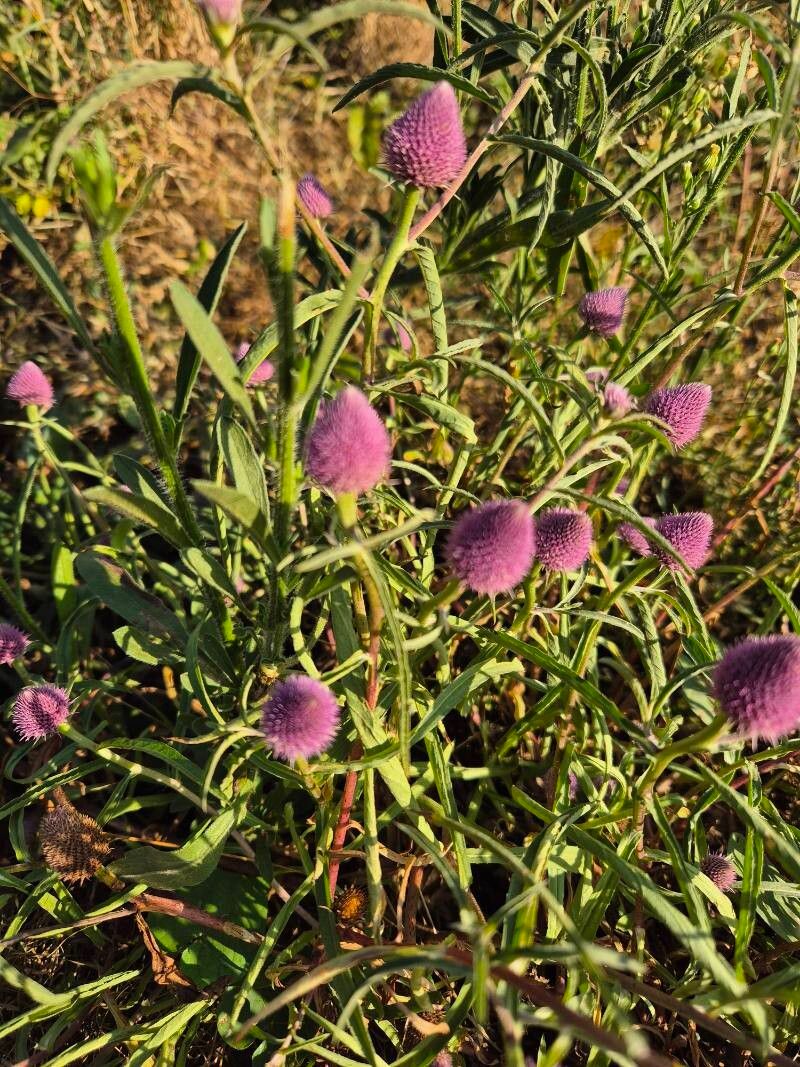 Sphaeranthus kirkii leaf