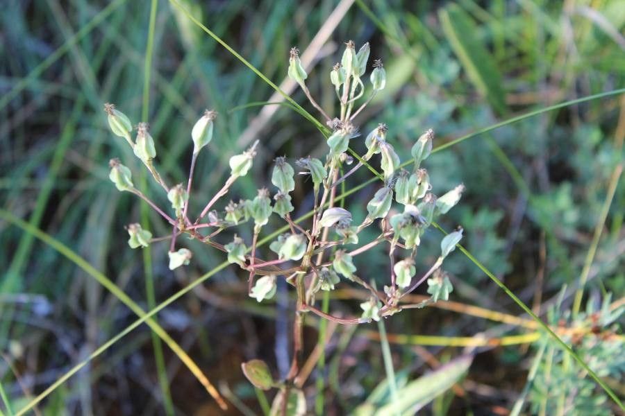 Arnoglossum plantagineum fruit