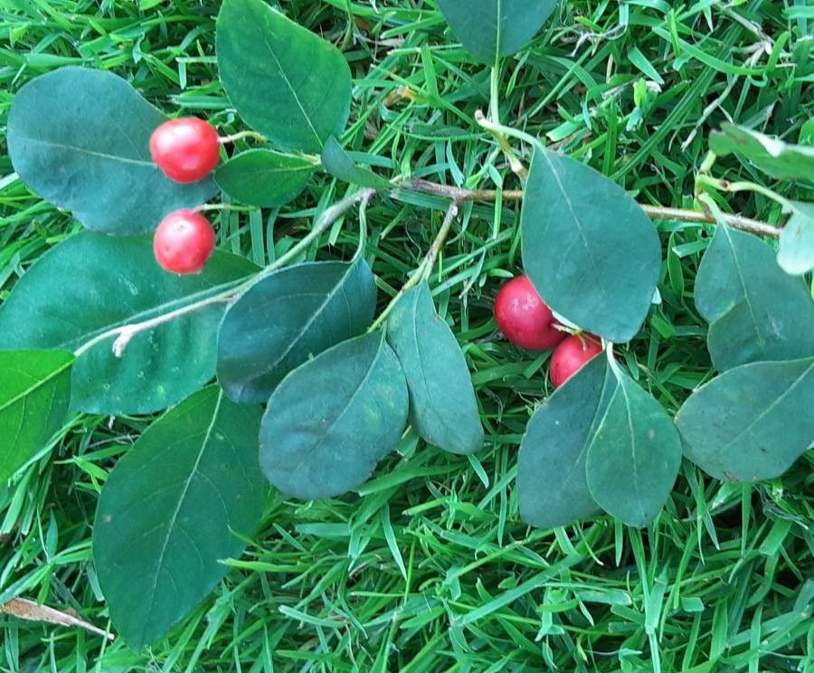 Cotoneaster multiflorus fruit
