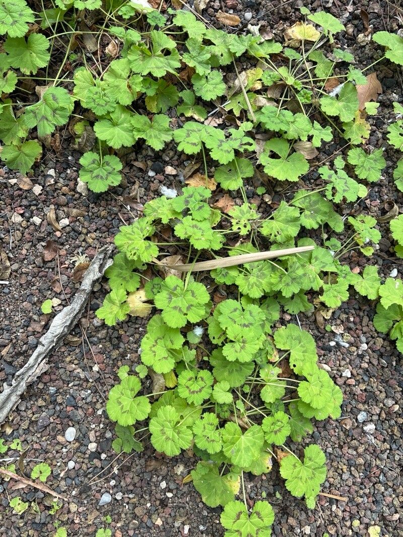Pelargonium ranunculophyllum leaf