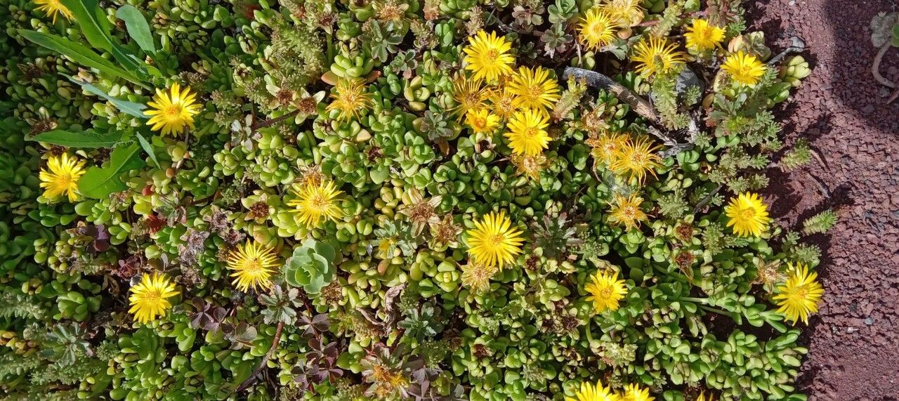 Delosperma nubigenum habit