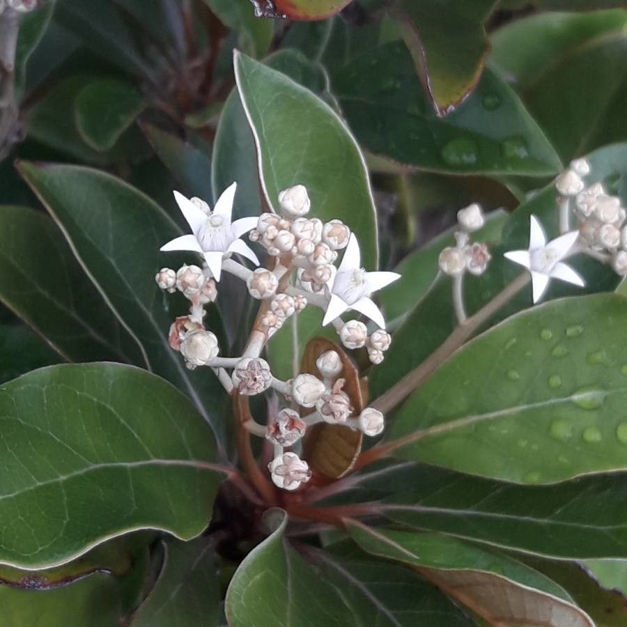Argophyllum nitidum flower