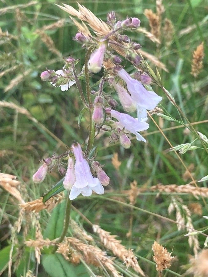 Penstemon gracilis flower