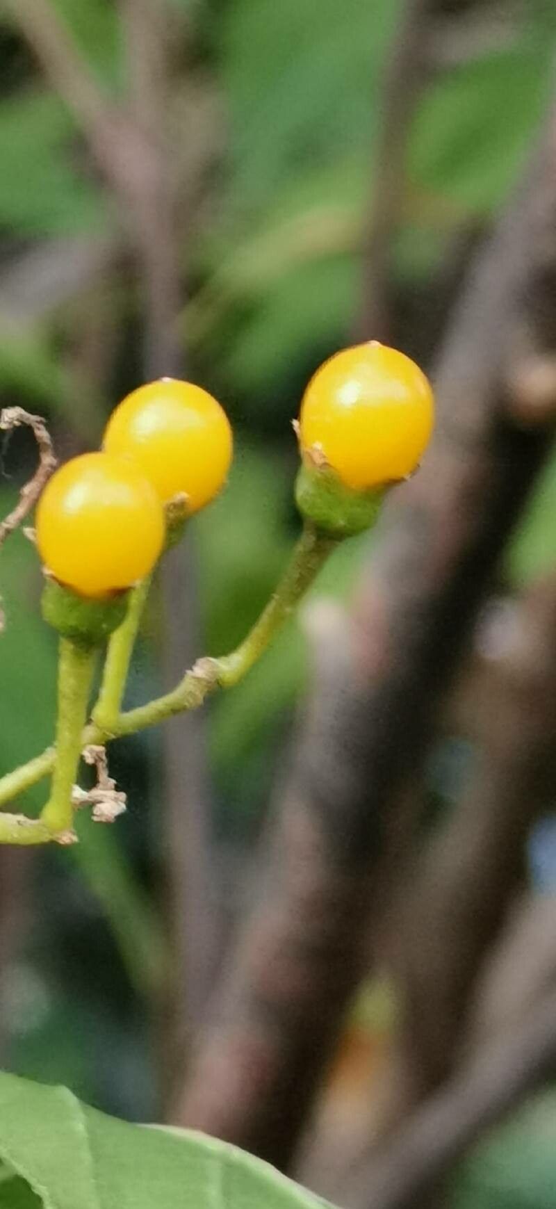 Solanum argenteum fruit