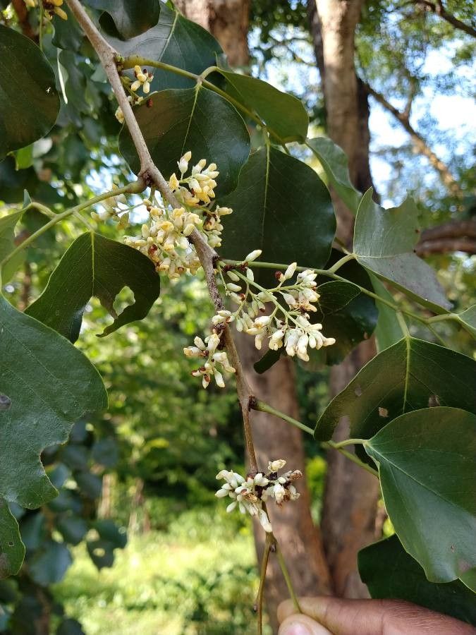 Pterocarpus rotundifolius flower
