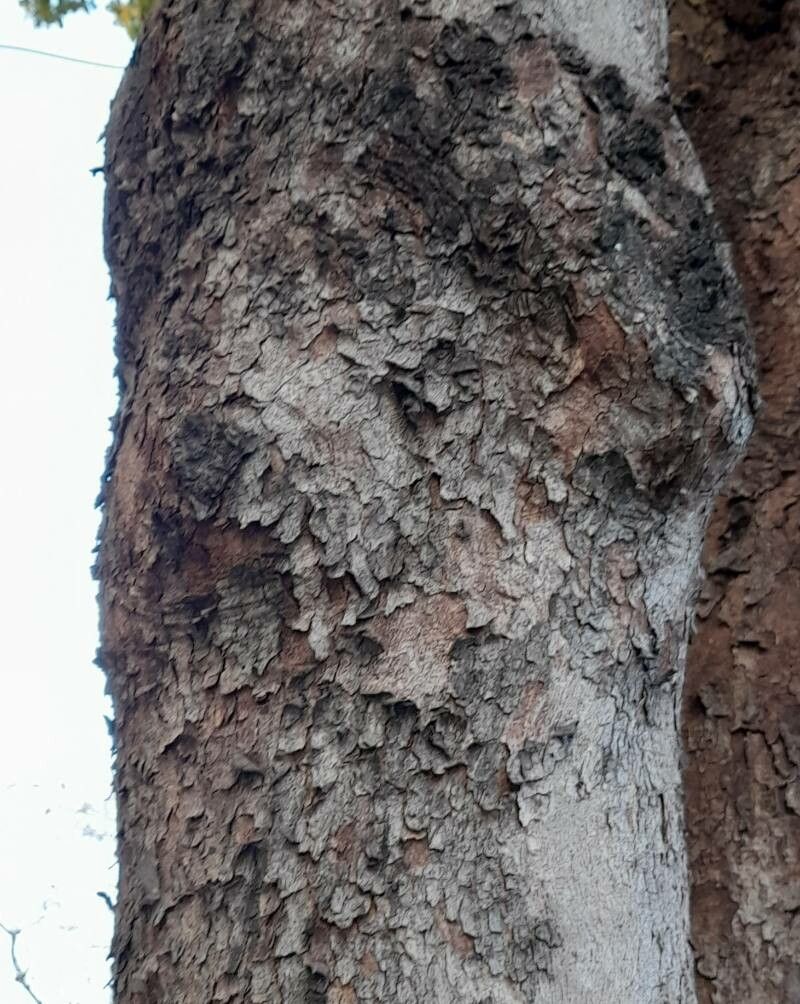 Bischofia javanica bark