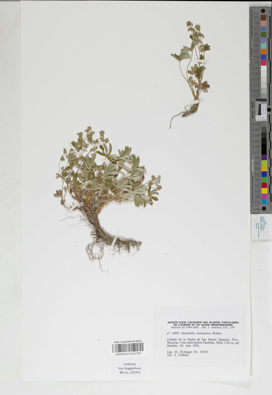 Alchemilla catalaunica leaf