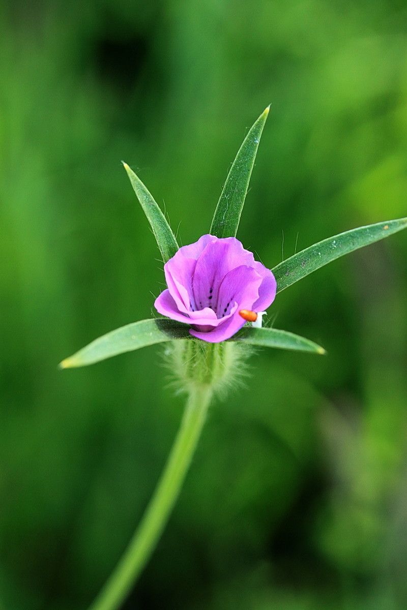 Agrostemma githago flower