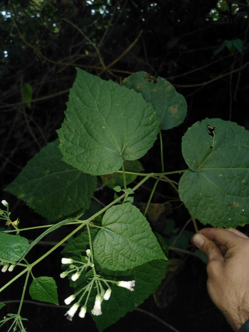 Koanophyllon solidaginoides — houseplant care guide