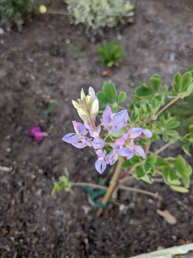 Lupinus succulentus flower