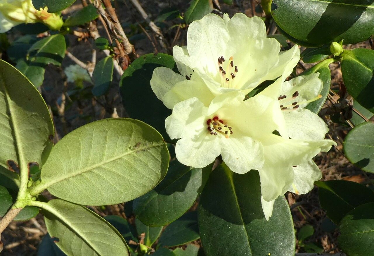 Rhododendron eclecteum — houseplant care guide