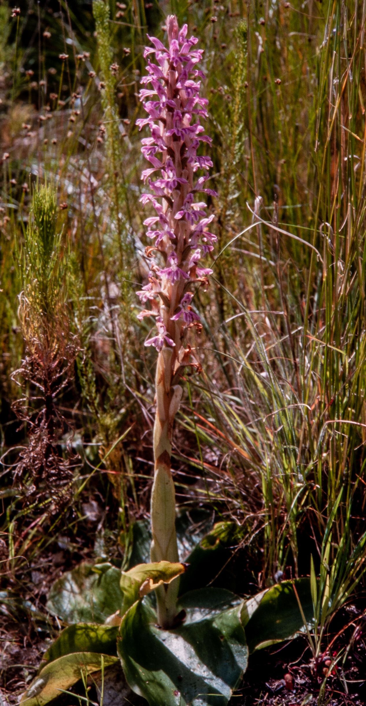 Satyrium erectum habit
