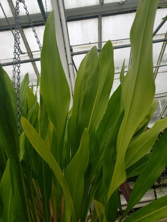 Dendrochilum magnum leaf