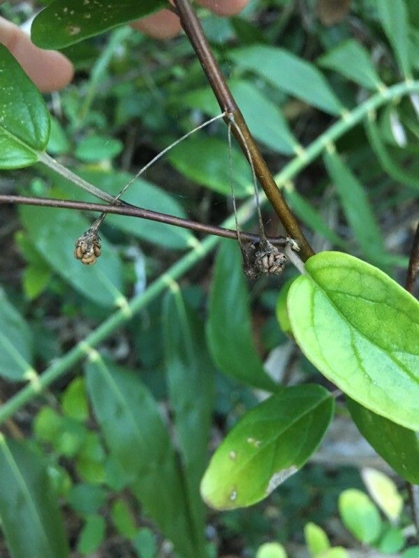 Solanum insulae-pinorum fruit