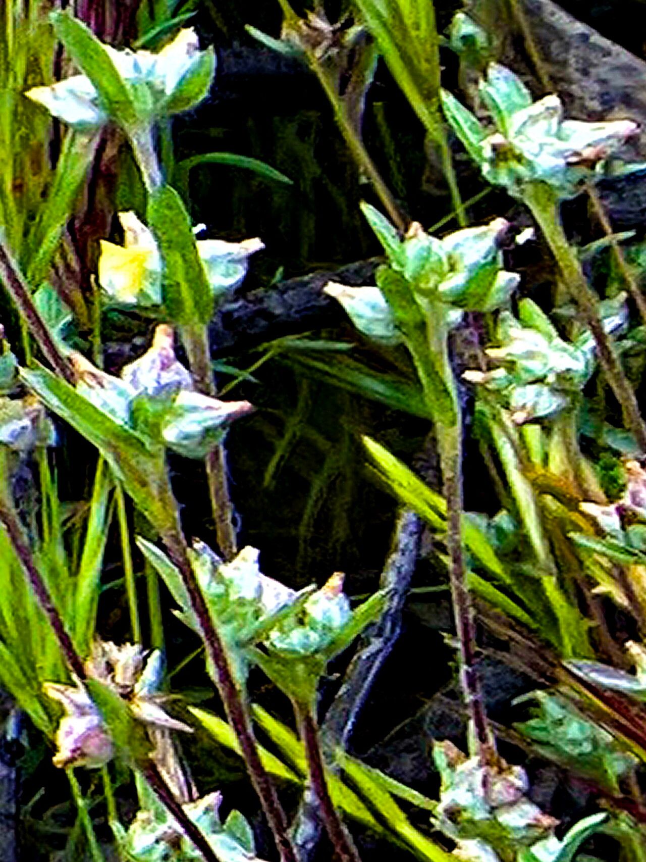 Filago californica — search result for 'Filago'