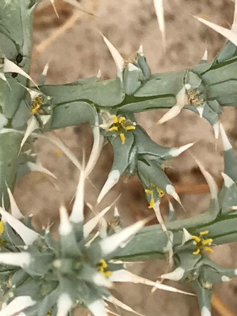 Cornulaca aucheri flower