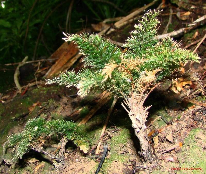 Trichomanes laetum habit