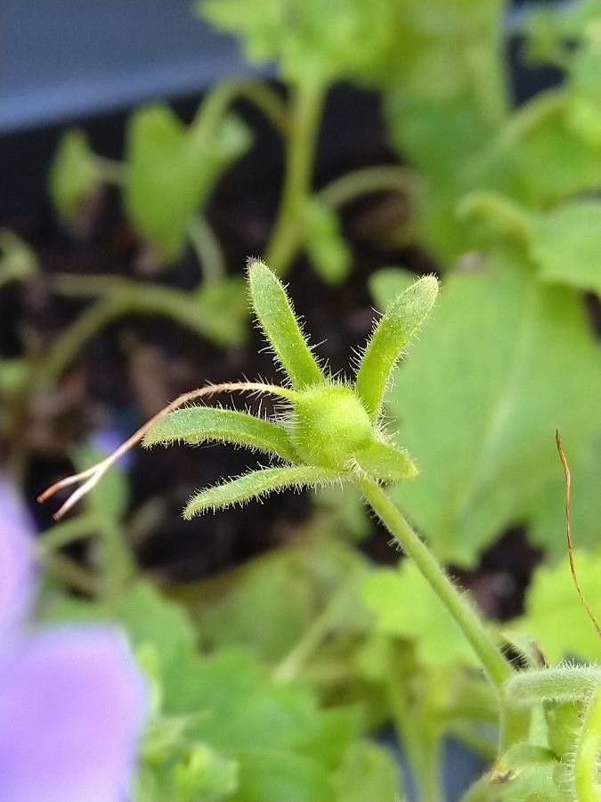 Phacelia grandiflora fruit