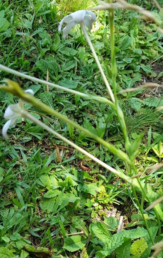 Nicotiana longiflora habit