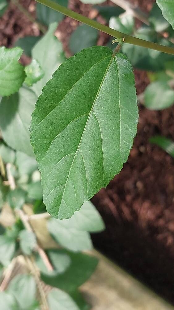 Grewia robusta leaf