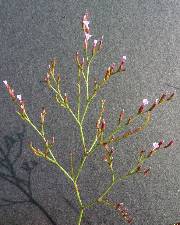Limonium duriusculum other
