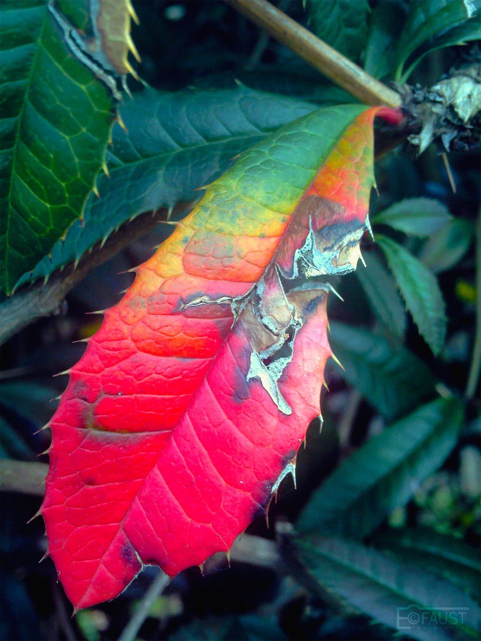 Berberis hookeri — search result for 'Berberis'