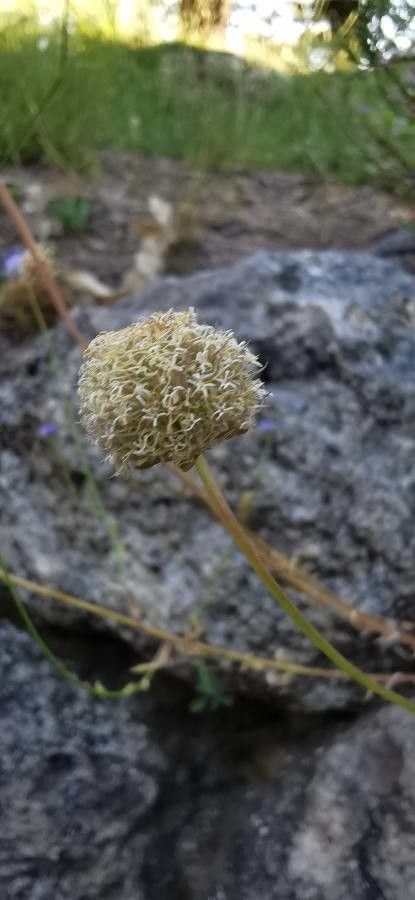 Jasione laevis fruit