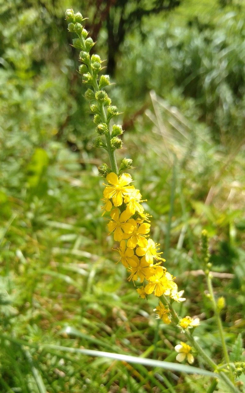 Agrimonia pilosa flower