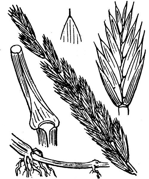 Elymus × littoreus — search result for 'Elymus'